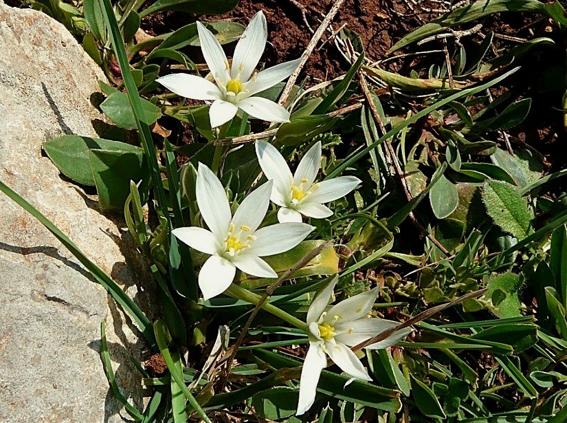 Ornithogalum montanum / Latte di gallina a foglie larghe